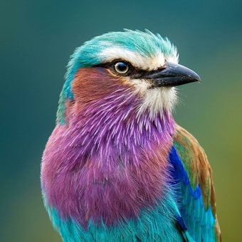 Aves
